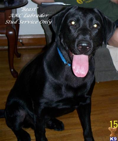 Stud Dogs - Labrador Retriever